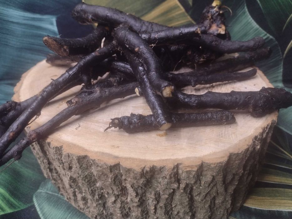 Żywokost korzeń świeży