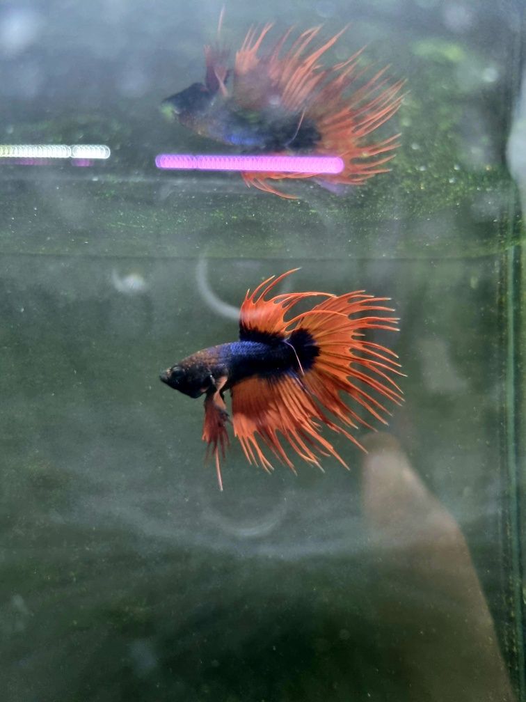Bojownik crowntail fancy (strzępiasty)