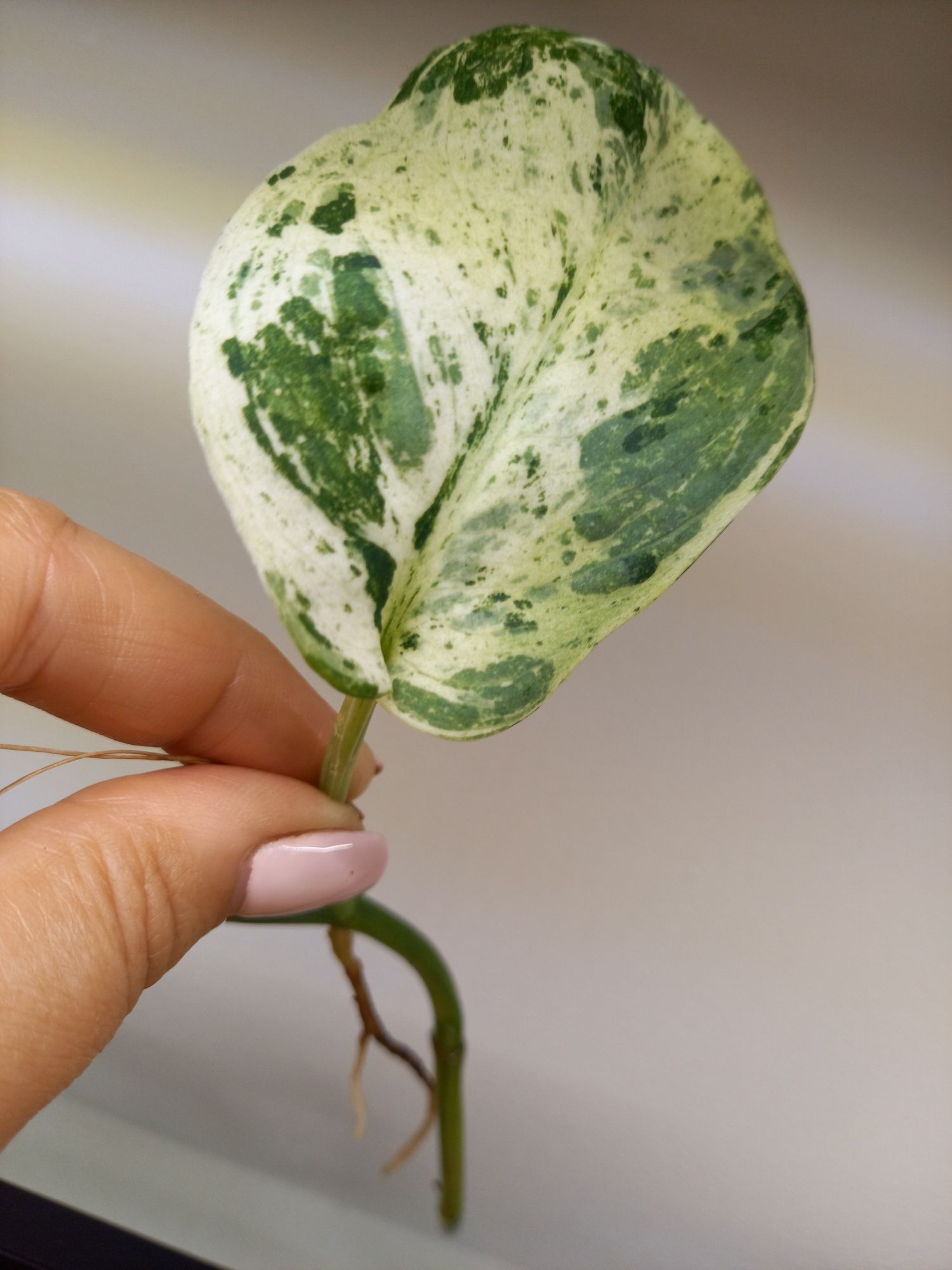 Scindapsus Jade Satin Marble