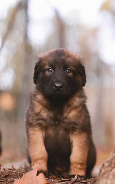 Serra da Estrela, Cachorros