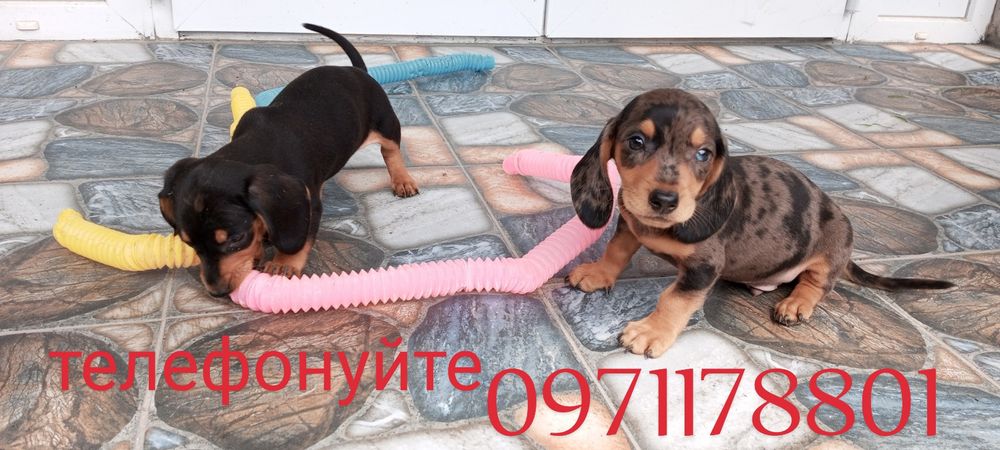 Такси міні
    Мають гарну вроду та веселу вдачу.