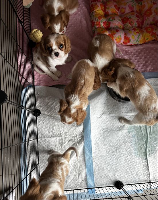 Cavalier King Charles Spaniel blenheim