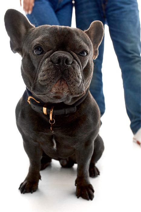 Вязка! Французский бульдог