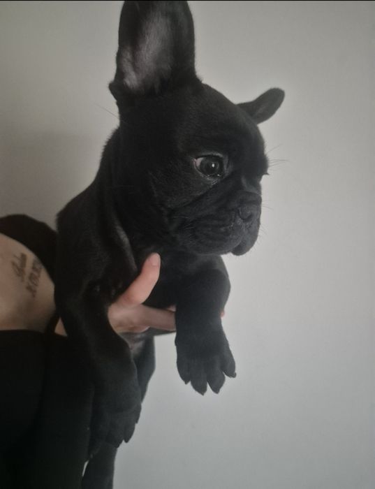 Buldog francuski czarny