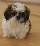 Shih TZU samiec zdrowy
