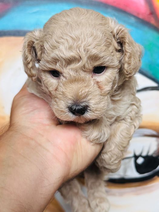 Rezerwacja - MALTIPOO 1FB - pies | 75% PUDEL TOY 25% MALTIPOO