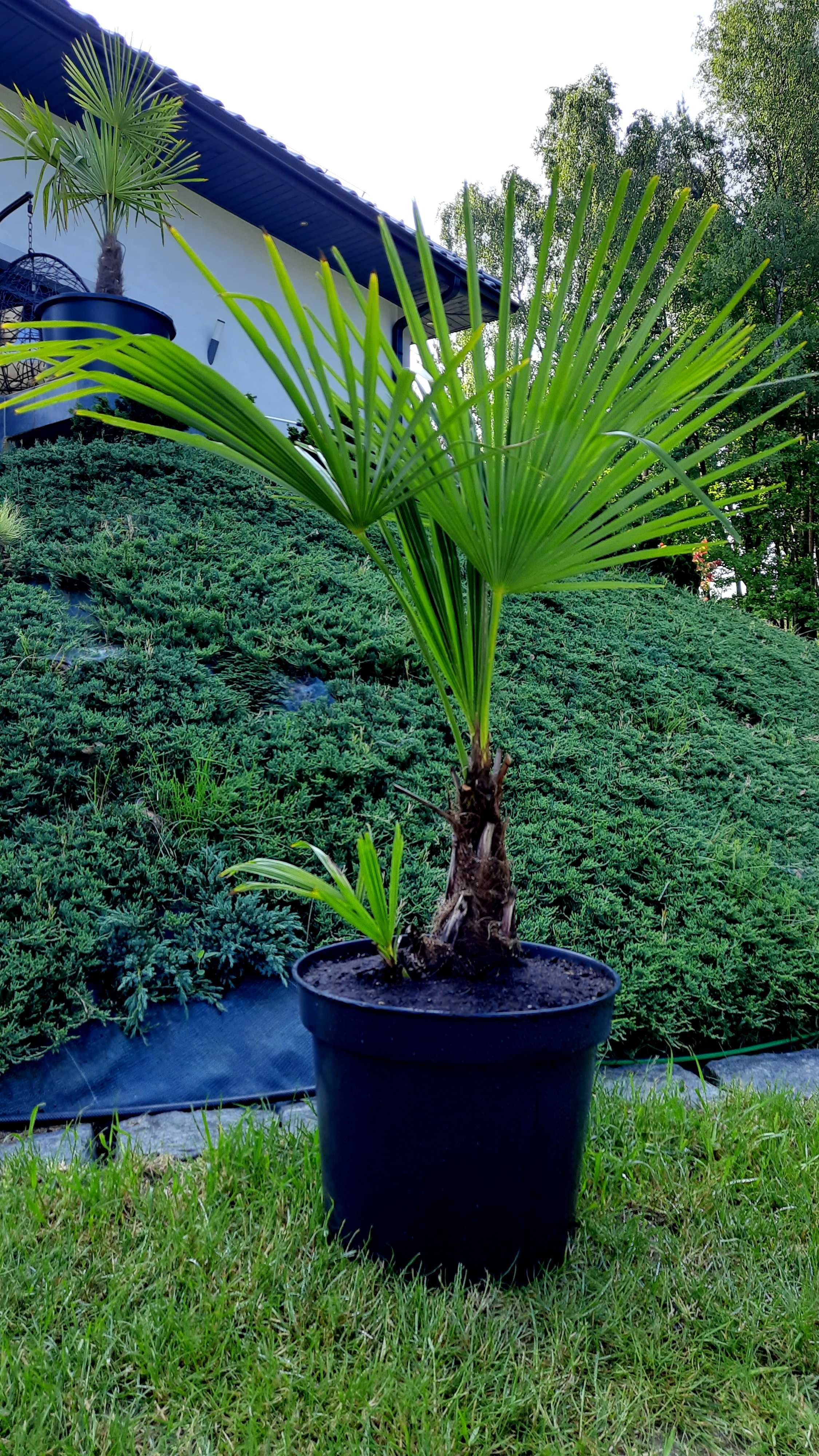 Trachycarpus fortunei