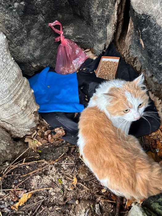 Котик в хороші руки