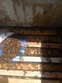 Pszczoły odkłady pszczele