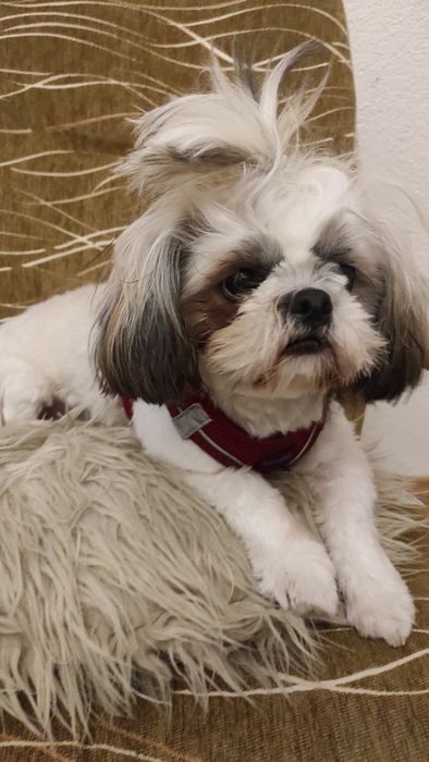 Sprzedam shih tzu z rodowodem