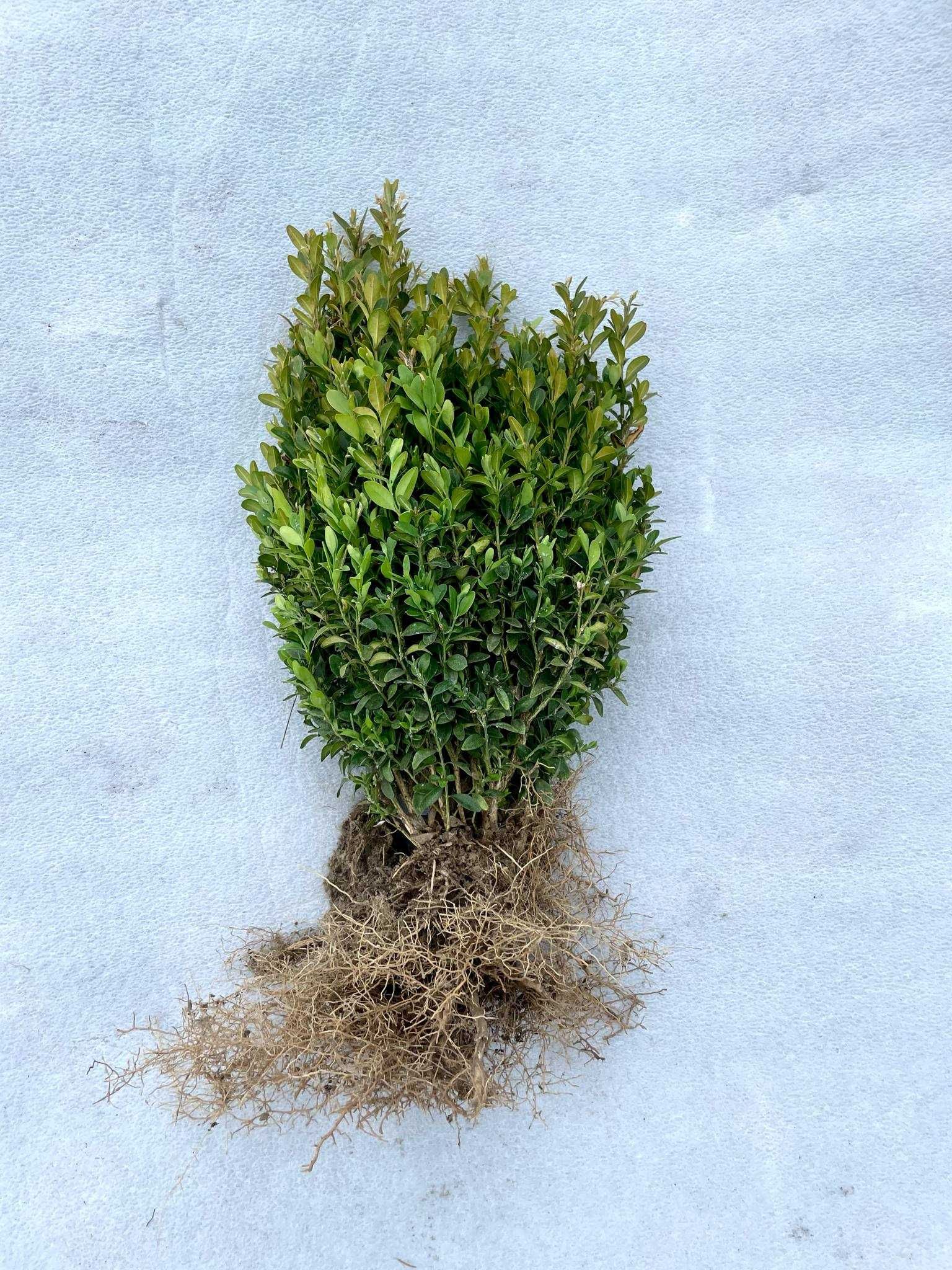 bukszpan, bukszpany 25-50 cm