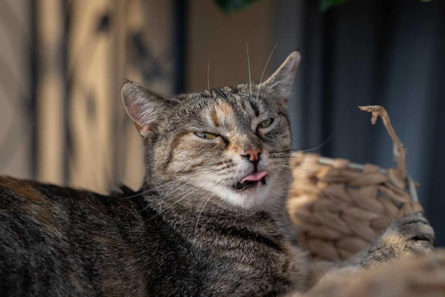 Roczna,delikatnej budowy,wrazliwa,tulaśna bura pręgowana kotka.ADOPCJA