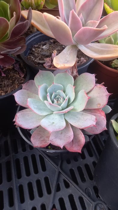 Suculentas baratas
