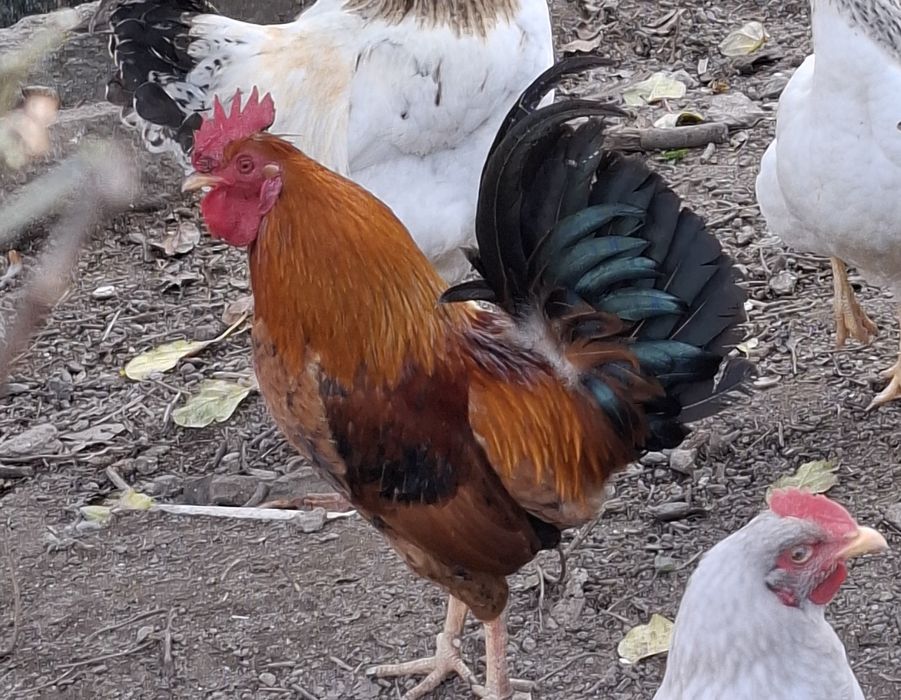 Galos garnizes macho para venda