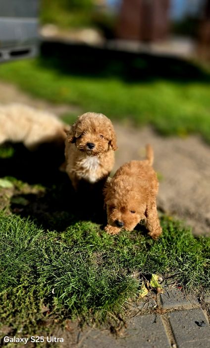 Bichpoo maltipoo f1b suczka