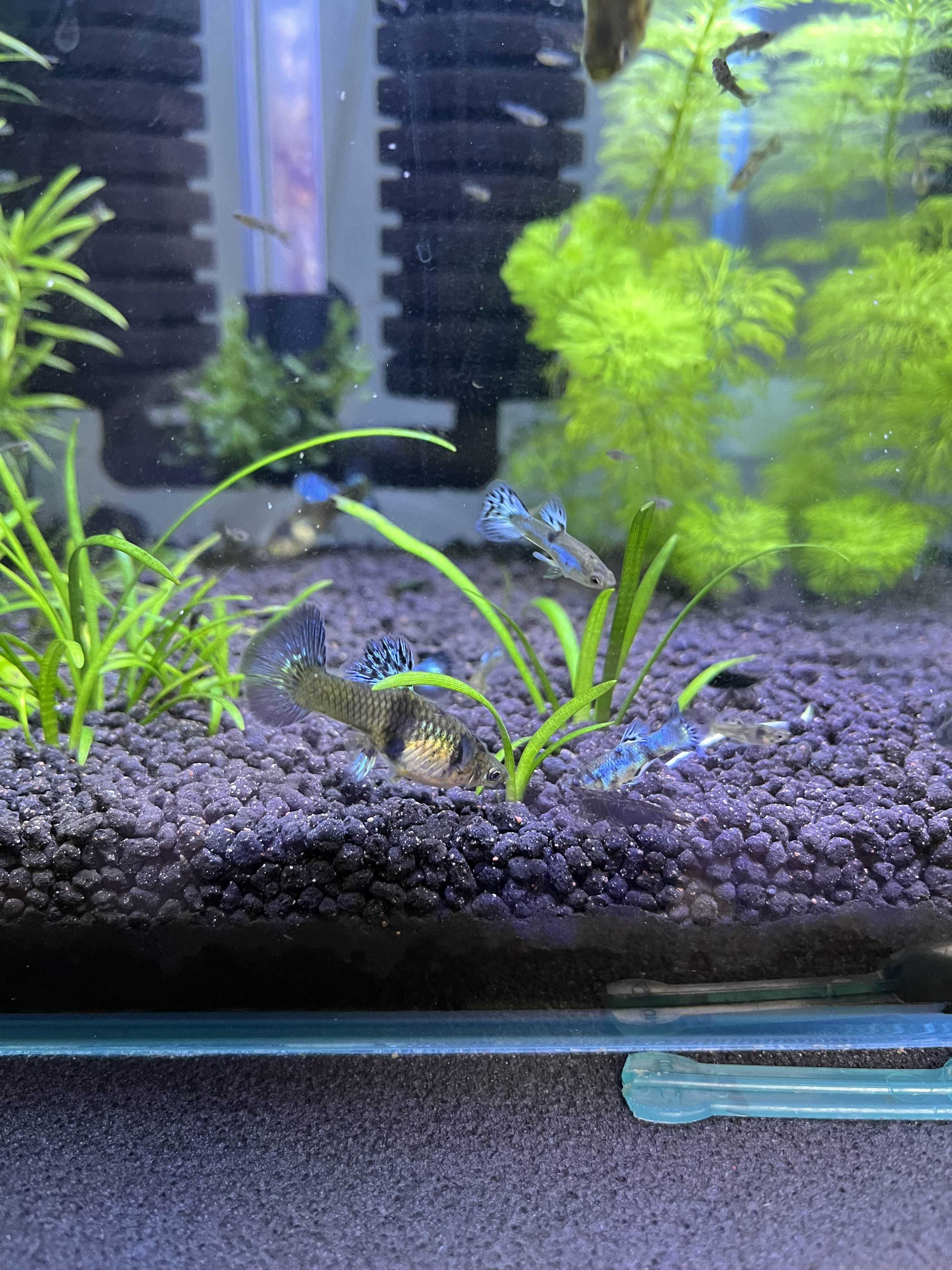 Gupiki Lazuri Tiger King Cobra