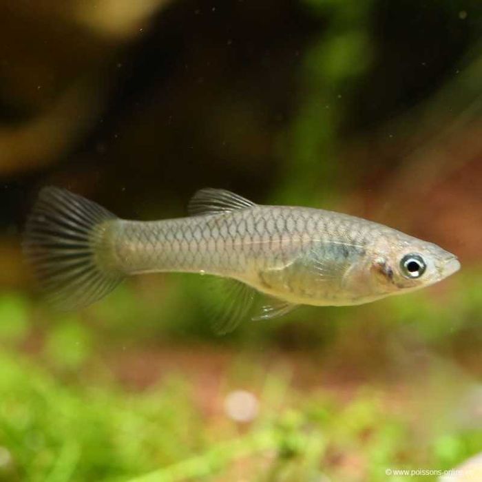 Peixes Guppy Endlers