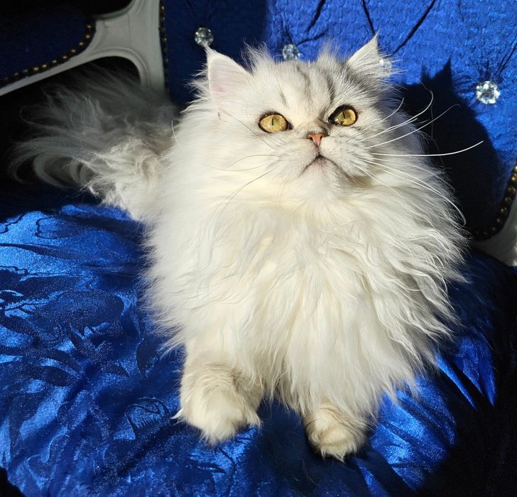 Rodowodowy biało srebrny czystej rasy szynszylowy  kocurek PZF WCF