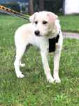 Szczeniak do adopcji