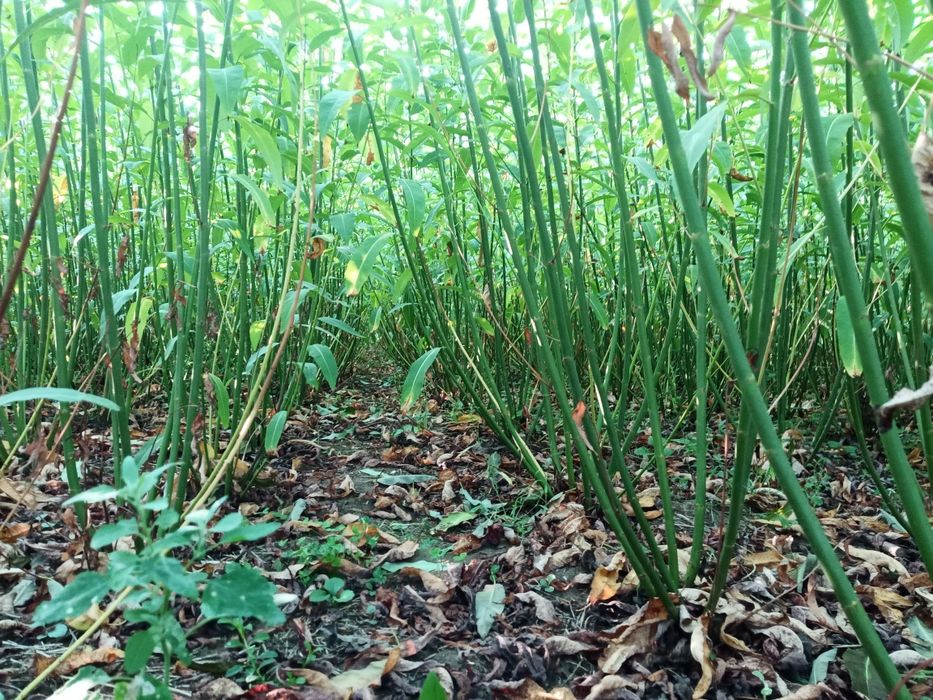 Черенки сортовой ивы для посадки осенью