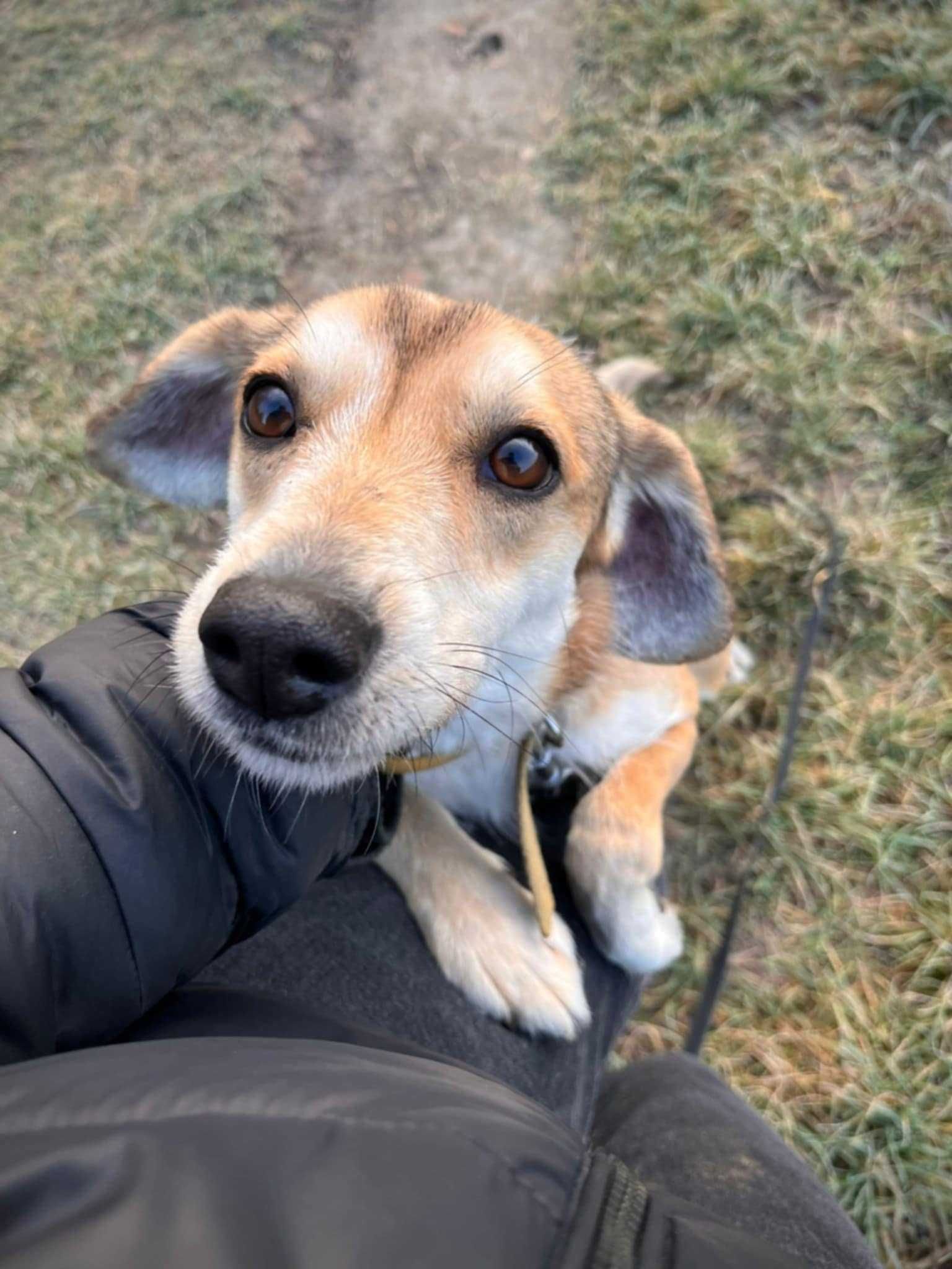 Smutny, śliczny CZAPI szuka domu !! Do adopcji !!