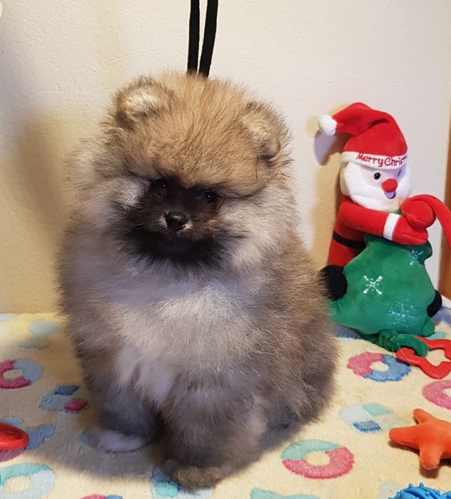 Piękne Pomeraniany ZKwP FCI