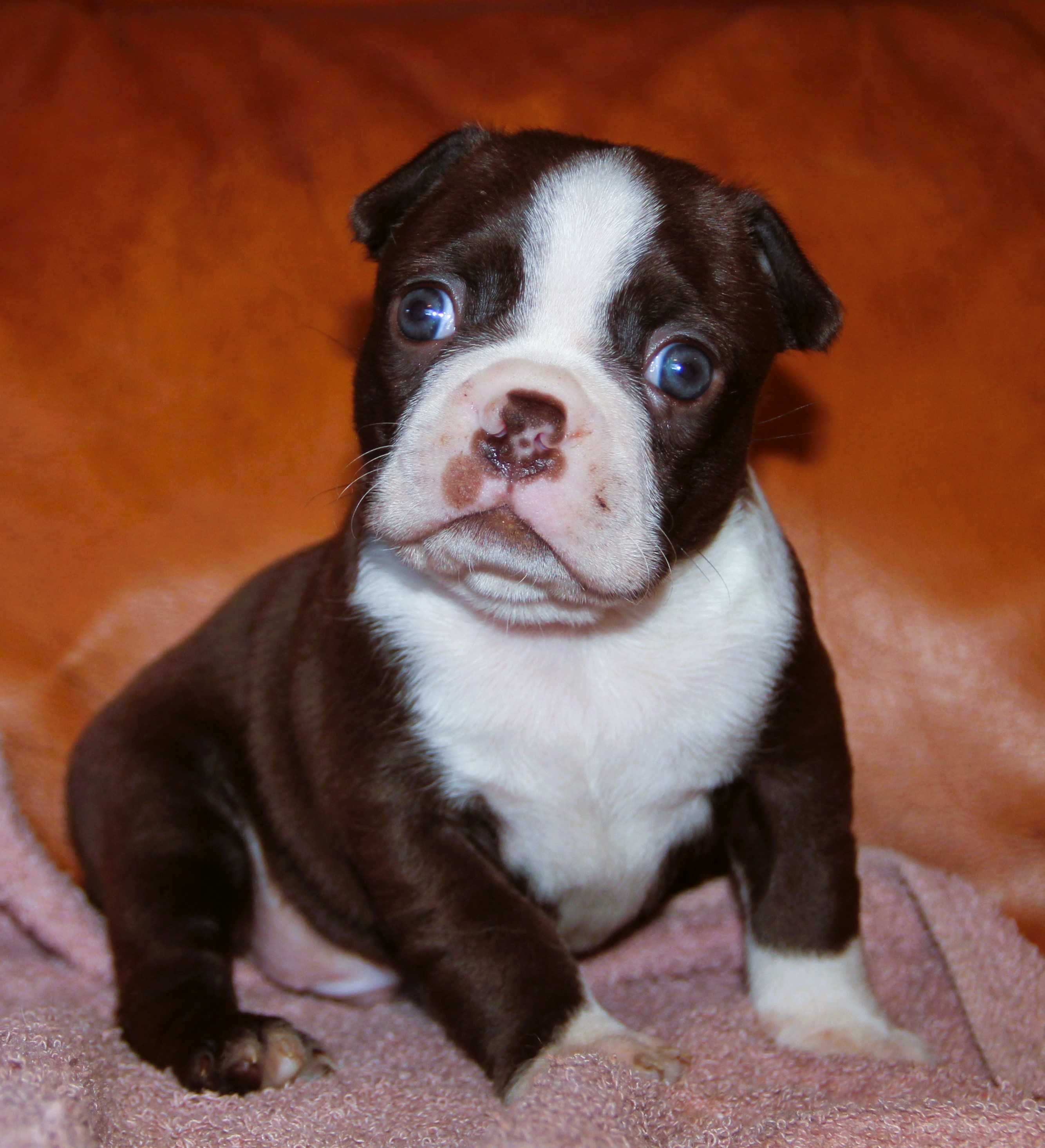 Boston Terrier color