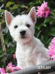 West highland white terrier - suczka ZKWP  FCI