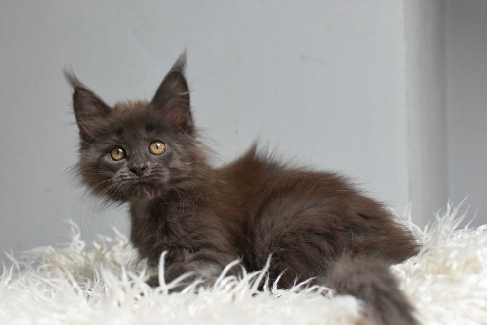 Kotka Maine Coon /Rodowód FPL