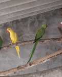 Ring necks rosela penante