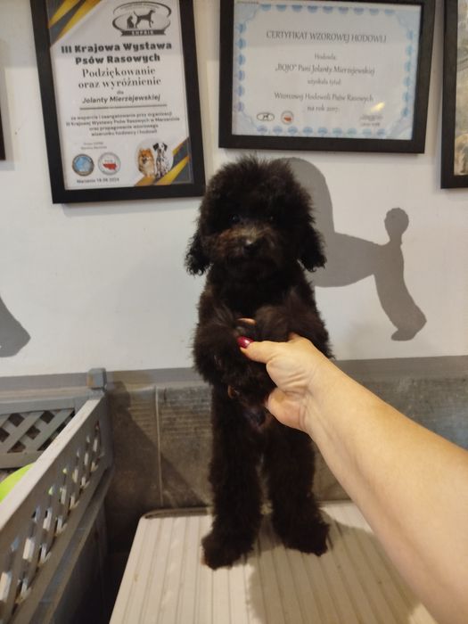 Pudel toy/miniatura czarny piesek