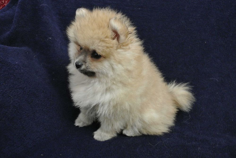 Szpic miniaturowy pomeranian