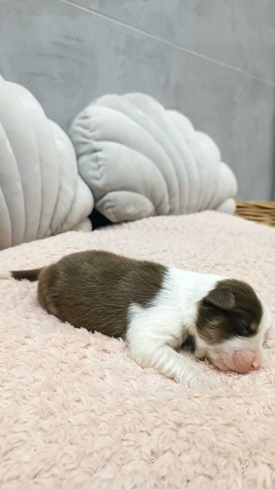 Owczarek Australijski – Suczka – Red Tri.