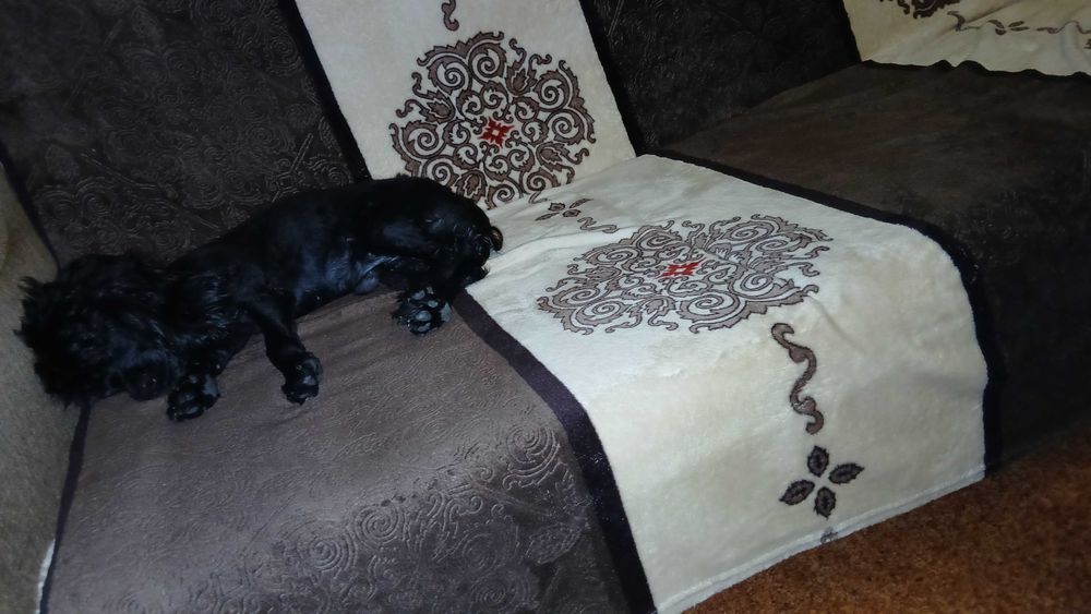 Мини пудель в хорошие руки