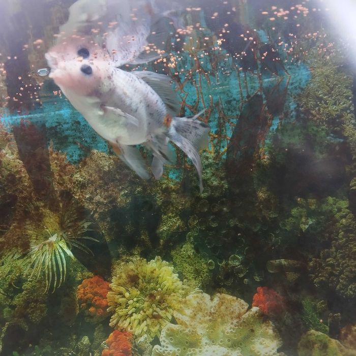 Peixes de água fria