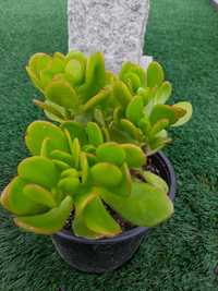 Suculenta Crassula Ovata(Planta Jade)