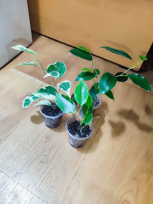 Фікус Керлі, набори різних фікусів