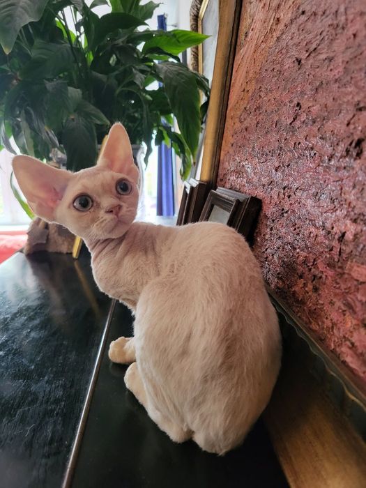 Devon Rex kremowy chłopiec