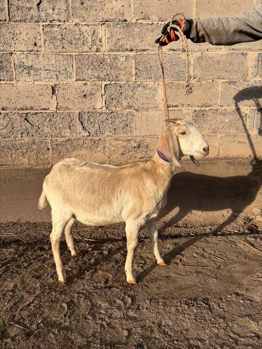 Sprzedam kozła anglonubijskiego z rodowodem