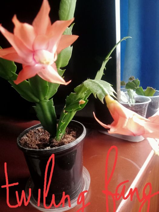 Предлагаю шлюмбергеру