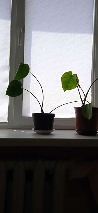 Вазони Монстери в горщиках