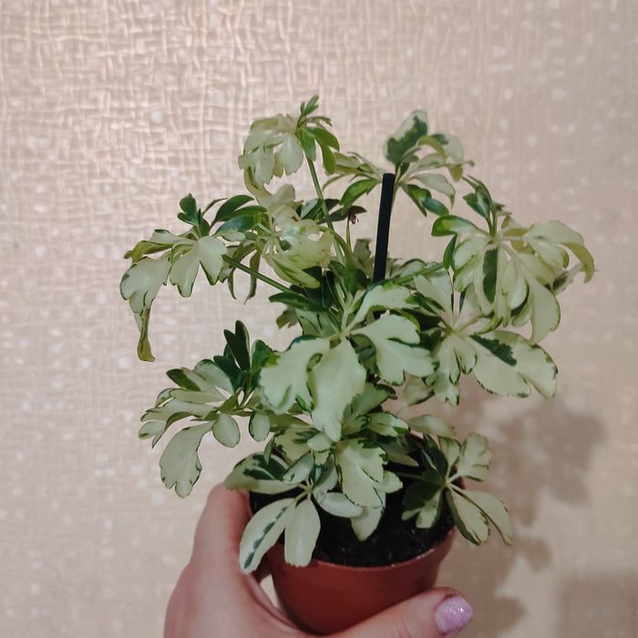 Шефлера  Жанін Janine