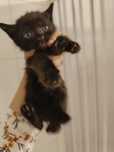 Gatinho bebê para adoção