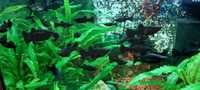 Акваріумні рибки - чорна молінезія