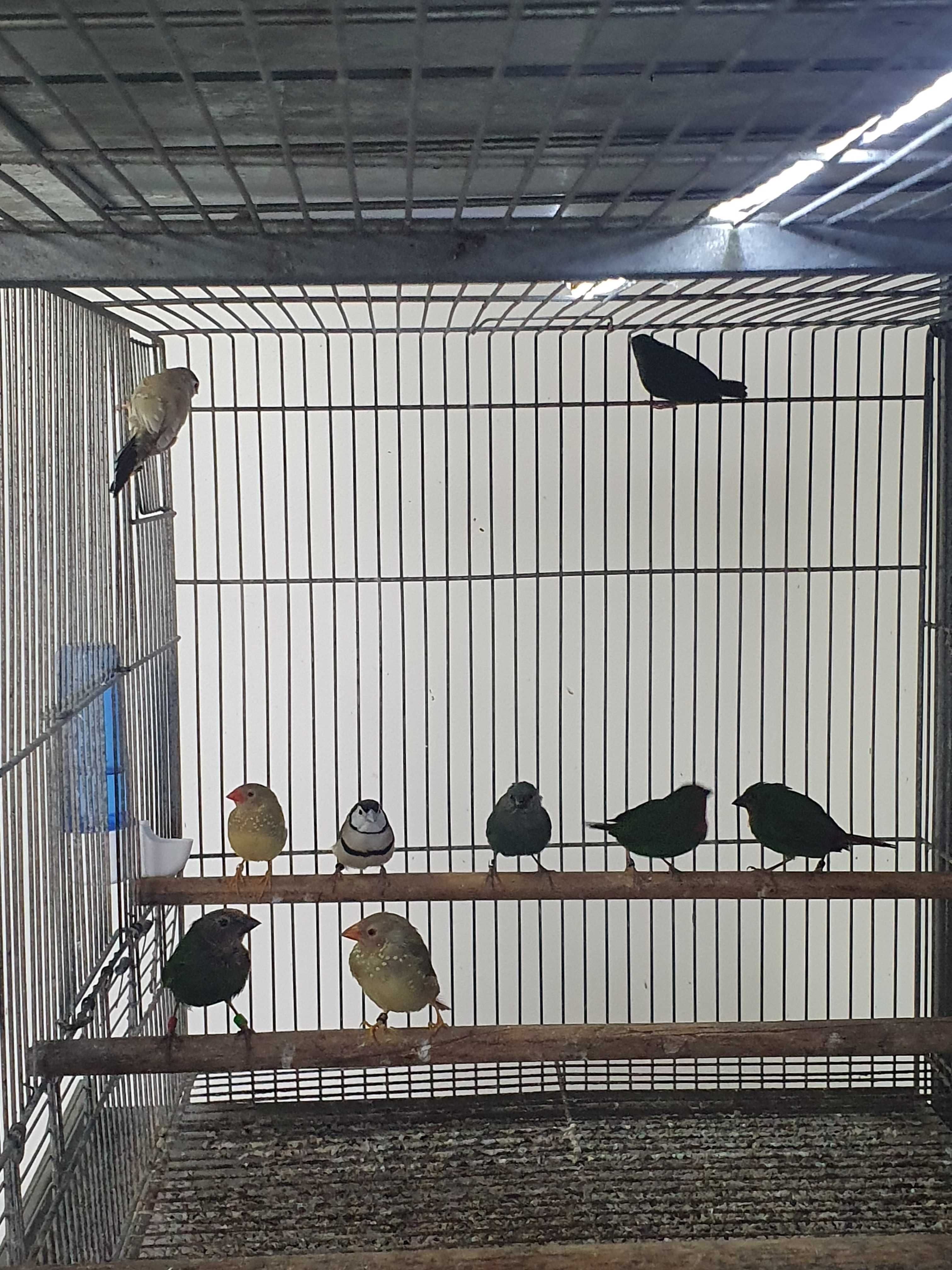 Venda de aves exoticas diamant papagaio,diamant forbe,diamant estrela