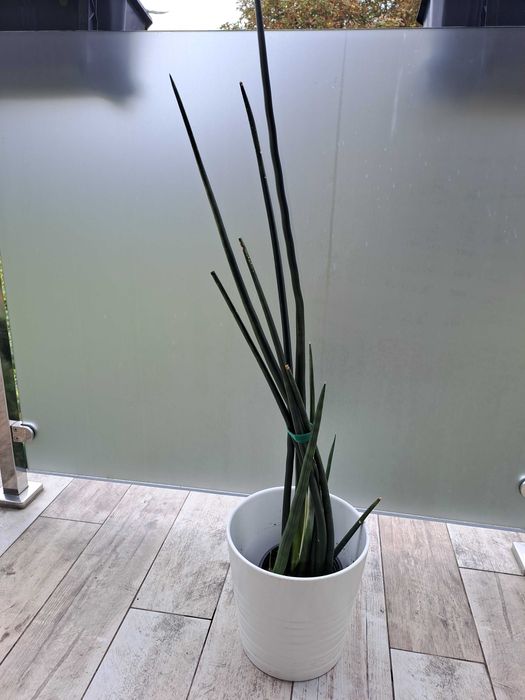 Sansewieria walcowata,