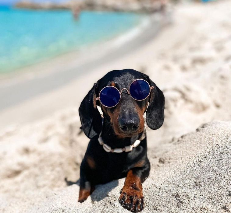 Такси хлопчики міні цуценя