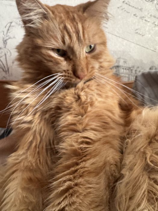 Віддам кота Степана