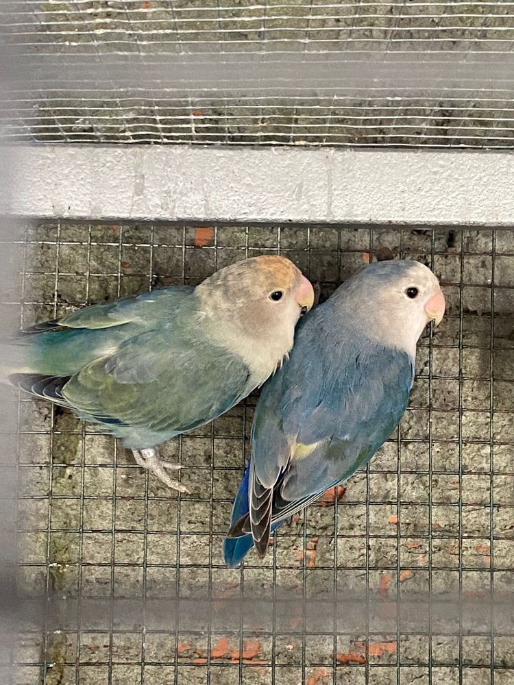 Casal de agapornis
