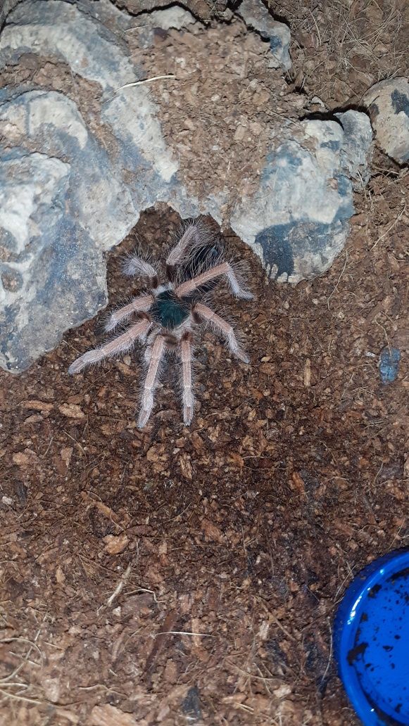 Megaphobema robustum ok. 3 dc samiec